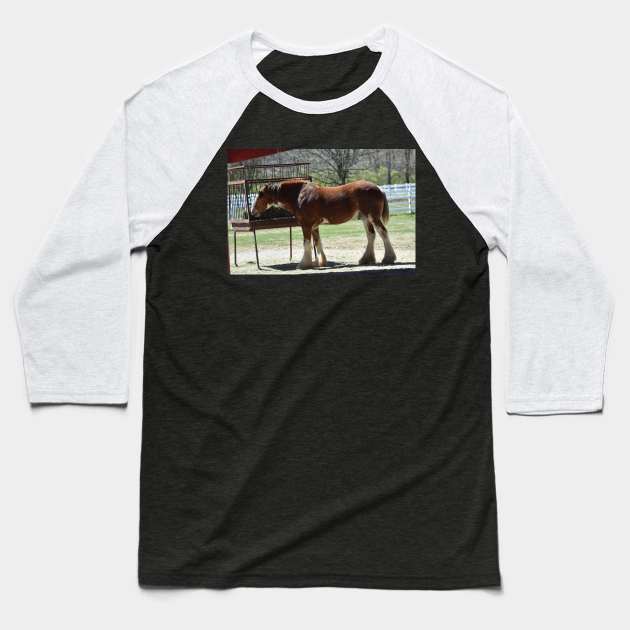 Clydesdale Baseball T-Shirt by MarieDarcy